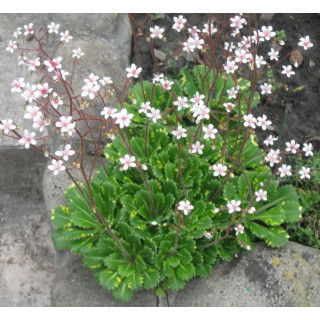 Ломикамінь тінистий Saxifraga umbrosa