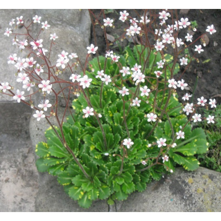 Ломикамінь тінистий Saxifraga umbrosa