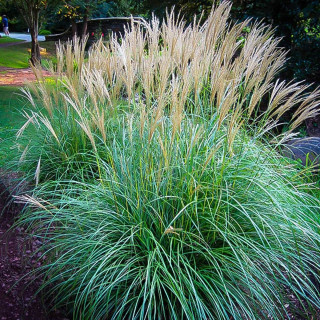 Міскантус китайський 'Adagio' (Miscanthus sin. 'Adagio')