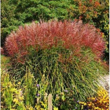 Міскантус китайський 'Ferner Osten (Miscanthus sin. 'Ferner Osten')