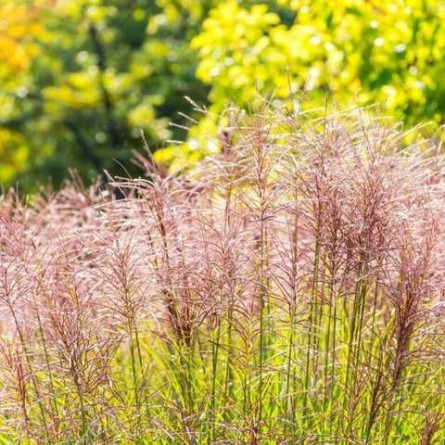 Міскантус китайський 'Ferner Osten (Miscanthus sin. 'Ferner Osten')