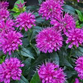 Монарда двійчаста 'Grape Gumball' (Monarda didyma 'Grape Gumball')