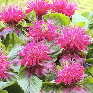 Монарда "Pink Supreme" (Monarda "Pink Supreme")