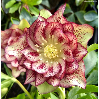Чмерник східний "Double Ellen Picotee" (Helleborus or. "Double Ellen Picotee" )