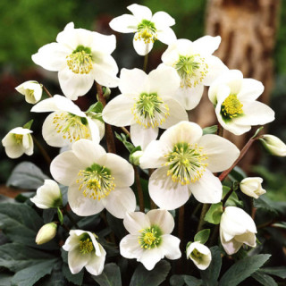 Морозник черный "Praecox" (Helleborus niger "Praecox" )