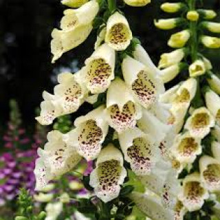 Наперстянка (Digitalis)