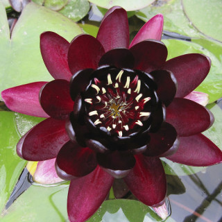 Кореневище Nymphaea "Black Princes"