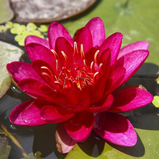 Кореневище Nymphaea "Burgundy Princess"