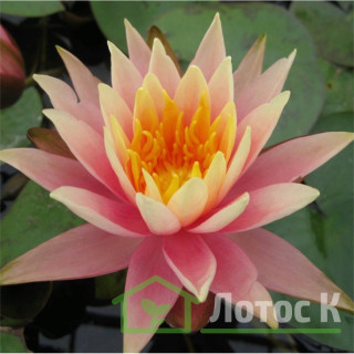 Кореневище Nymphaea "Colorado"