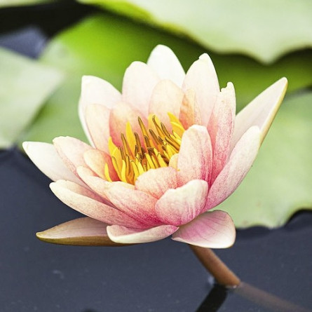 Кореневище Nymphaea "Paul Hariot"