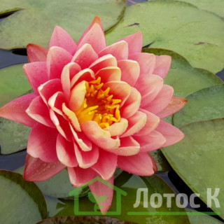 Кореневище Nymphaea "Perry's Orange Sunset"