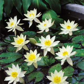 Кореневище Nymphaea "Pygmaea Alba"