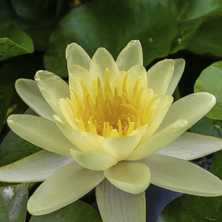 Кореневище Nymphaea "Burgundy Princess"
