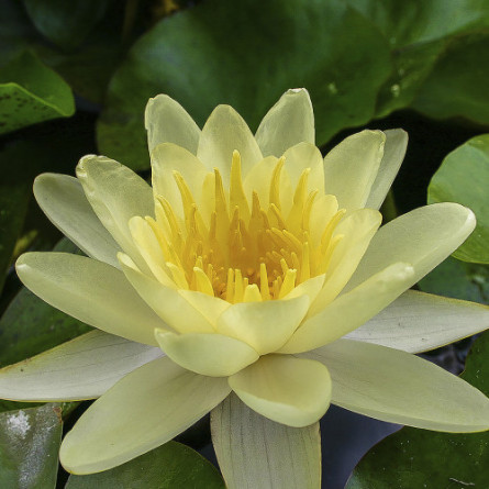 Кореневище Nymphaea "Burgundy Princess"
