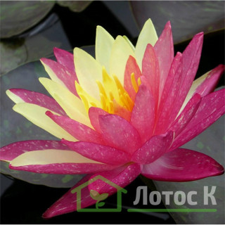 Кореневище Nymphaea "Wanvisa"