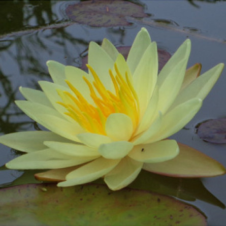 Німфея жовта в асортименті (Nymphaea "species Yellow")