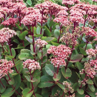 Очиток 'Matrona' (Sedum 'Matrona')