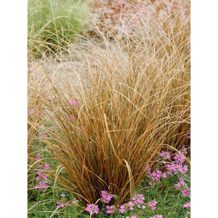 Осока буханана (Carex buhanaii "Fire Fox")