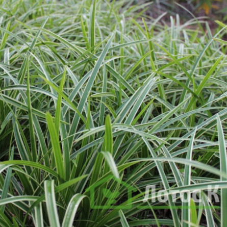 Осока морроу 'Vanilla Ice' (Carex morrowii  'Vanilla Ice')