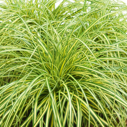 Осока охіменська 'Evergold (Carex oshimensis 'Evergold')