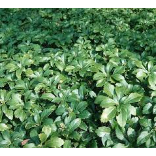 Пахизандра верхушечная (Pachysandra terminalis)