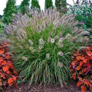 Пеннісетум лисохвостий 'Burgundy Bunny' (Pennisetum alopecuroides 'Burgundy Bunny')