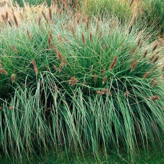 Пенісетум лисохвостий  'Japonicum' (Pennisetum alopecuroides 'Japonicum')