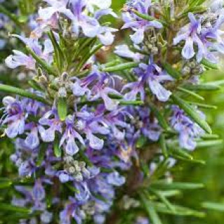 Розмарин лікарський (Rosmarinus officinalis)