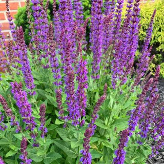 Шавлія гайова 'Ostfriesland' (Salvia nemorosa 'Ostfriesland')