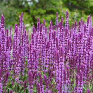 Шавлія гайова 'Amethyst' (Salvia nemorosa 'Amethyst')