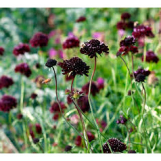 Скабіоза 'Chile Black' (Scabiosa atropurpurea 'Chile Black')