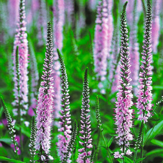 Вероніка довголиста  'Pink Damask' (Veronica longifolia 'Pink Damask' )
