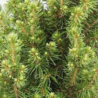 Ель канадская Перфекта (Picea glauca 'Perfecta' )