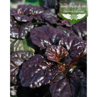 Живучка ползучая 'Black scallop' (Ajuga reptans  'Black Scallop')