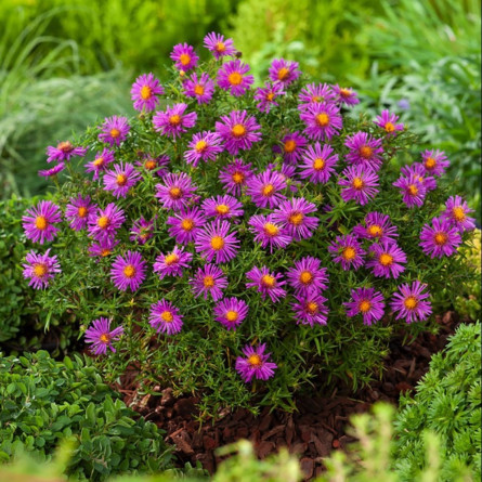 Айстра многолетняя 'Alice Haslam' (Aster (D) 'Alice Haslam')