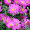 Айстра многолетняя 'Alice Haslam' (Aster (D) 'Alice Haslam')