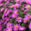 Айстра многолетняя 'Alice Haslam' (Aster (D) 'Alice Haslam')