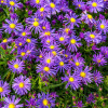 Айстра багаторічна 'Blaue Lagune' (Aster (D) 'Blaue Lagune')