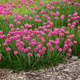 Армерія Armeria "Morning Star Rose"