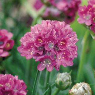 Армерія Armeria "Morning Star Rose"