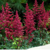 Астильба Арендса 'Burgundy Red' (Astilbe (A) 'Burgundy Red')