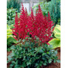 Астильба Арендса 'Burgundy Red' (Astilbe (A) 'Burgundy Red')