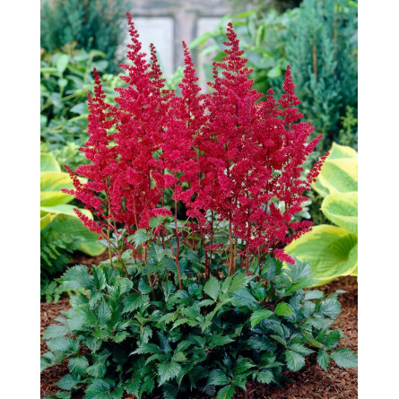 Астильба Арендса 'Burgundy Red' (Astilbe (A) 'Burgundy Red')