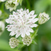 Астранція велика 'Alba' (Astrantia maj. 'Alba')