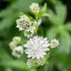 Астранція велика 'Alba' (Astrantia maj. 'Alba')