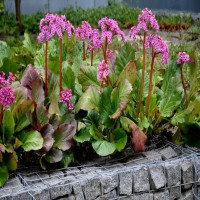 Бадан толстолистный 'Purpurea' (Bergenia cordifolia 'Purpurea')