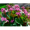 Бадан 'Winterglöd' (Bergenia 'Winterglöd')