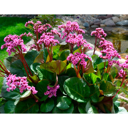 Бадан 'Winterglöd' (Bergenia 'Winterglöd')