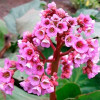 Бадан 'Winterglöd' (Bergenia 'Winterglöd')