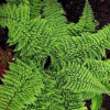 Багаторядник щетинконосний 'Plumoso-densum' (Polystichum set.   'Plumoso-densum' )